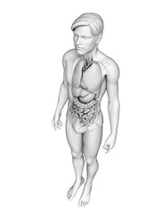 Digestive system of male anatomy