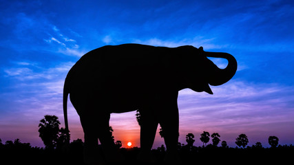 Elephant on twilight time