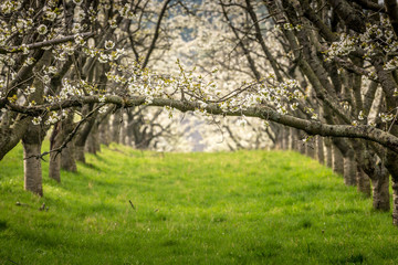Fototapeta premium Kirschblüte