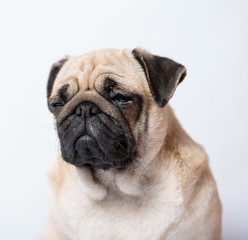 Funny Pug/Funny Pug at white background