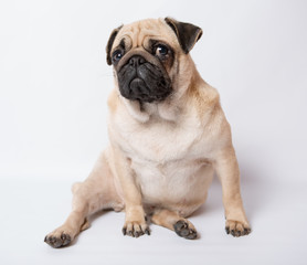 Funny Pug/Funny Pug at white background