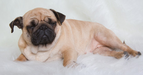 Funny Pug/Funny Pug at white background
