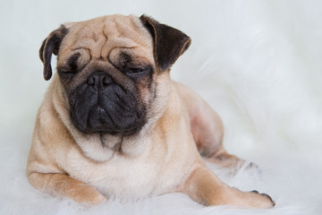 Funny Pug/Funny Pug at white background