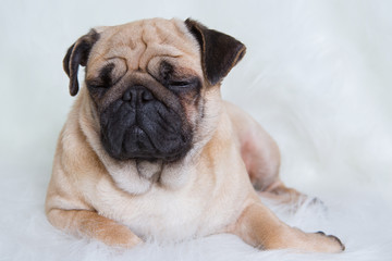 Funny Pug/Funny Pug at white background