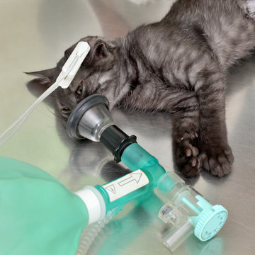 Animal surgery cat with anesthesia breathing circuit set