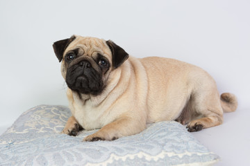 Funny Pug/Funny Pug at white background