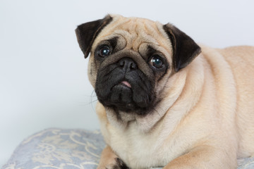 Obraz premium Funny Pug/Funny Pug at white background