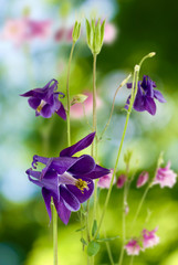 image of beautiful flowers in the garden on blurred  background