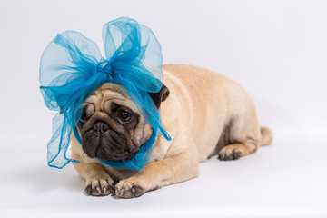 Funny Pug/Funny Pug at white background