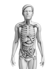 Digestive system of male anatomy