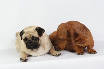 Funny dachshund and Pug/Funny dachshund and Pug