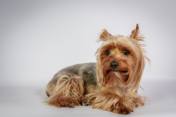 Funny Yorkshire terrier