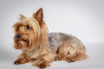 Funny Yorkshire terrier