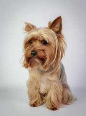 Funny Yorkshire terrier