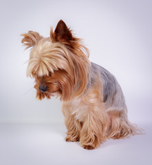 Funny Yorkshire terrier