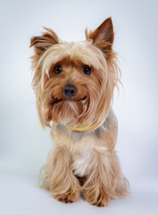 Funny Yorkshire terrier