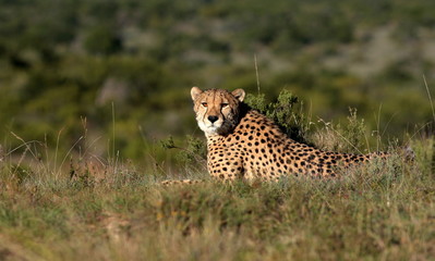 A beautiful photo of a cheetah lying on the hill top looking straight at the camera. Taken on safari in Africa. 