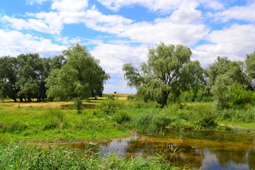 Вербы у реки