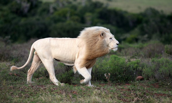 A big pure white male lion in this photo taken on safari in Africa.