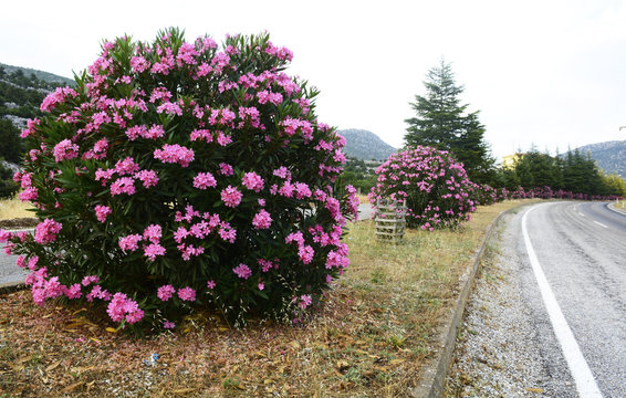 yol kenarlarında zambak &ccedil;i&ccedil;eği ile peyzaj