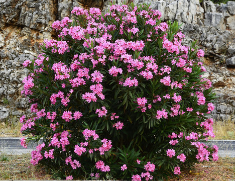 zambak &ccedil;i&ccedil;eği