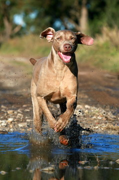 Weimaraner Dog