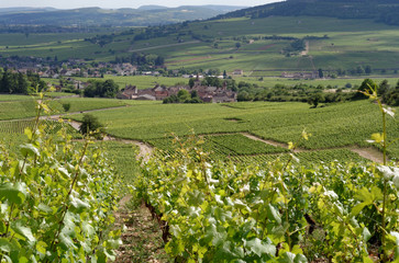 VILLAGE VITICOLE