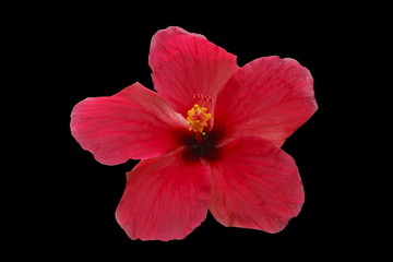 Fototapeta premium Pink flower isolated on black background