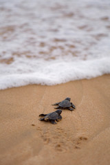 Naklejka premium Baby turtles making it's way to the ocean