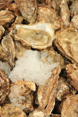 Oysters