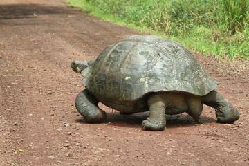 Giant Galapagos tortoise in Santa Cruz Island