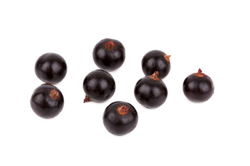 black currant