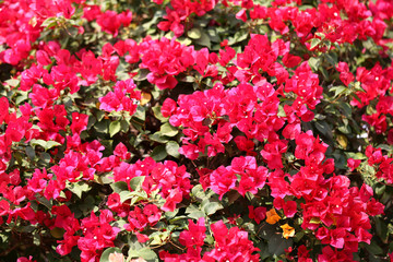 pink flowers bugevilliya