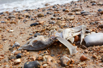 Remains of a smooth-hound shark