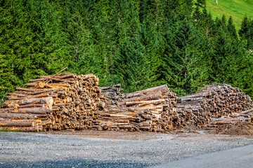 Deforested cut tree wood in forest