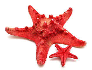 Red sea star