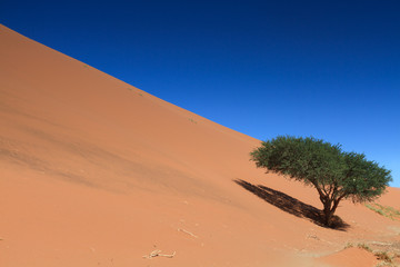 Fototapeta na wymiar Lonely tree on Dune 45