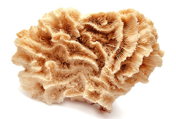 Coral © Ian 2010