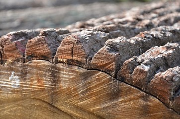 Baumstamm mit Baumrinde Borke