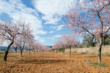 Blooming almond trees in a natural environment