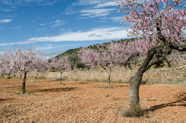 Blooming almond trees in a natural environment