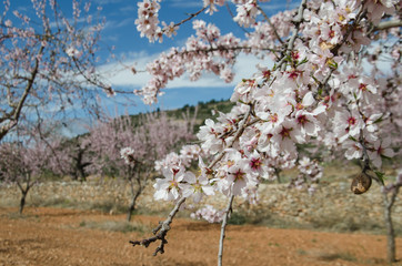 Blooming almond trees in a natural environment