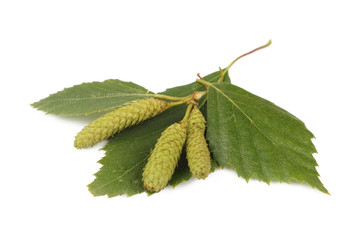 birch leaf with earrings in white