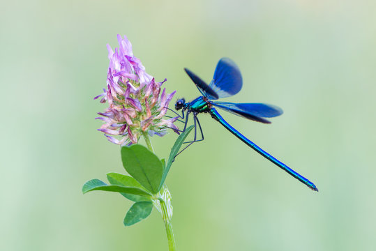 Banded Demoiselle - Calopteryx splendens