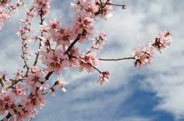 Blooming almond trees in a natural environment