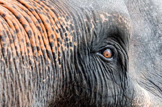 Close-up shot of Asian elephant eye