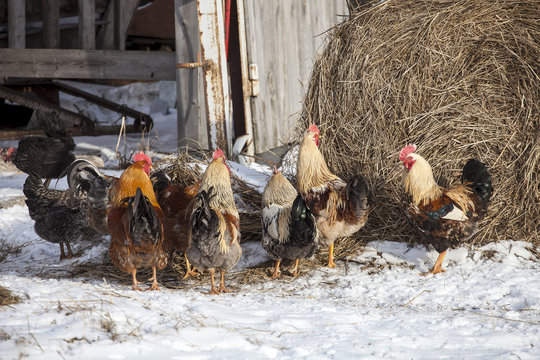 Free range chickens in snow covered farmyard