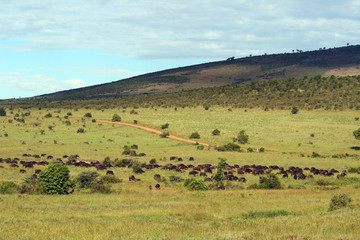 Fototapeta na wymiar African wildlife