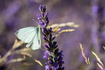 Lavender flower with a butterfly