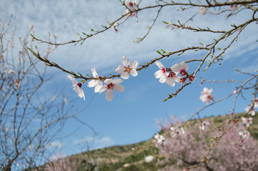 Blooming almond trees in a natural environment